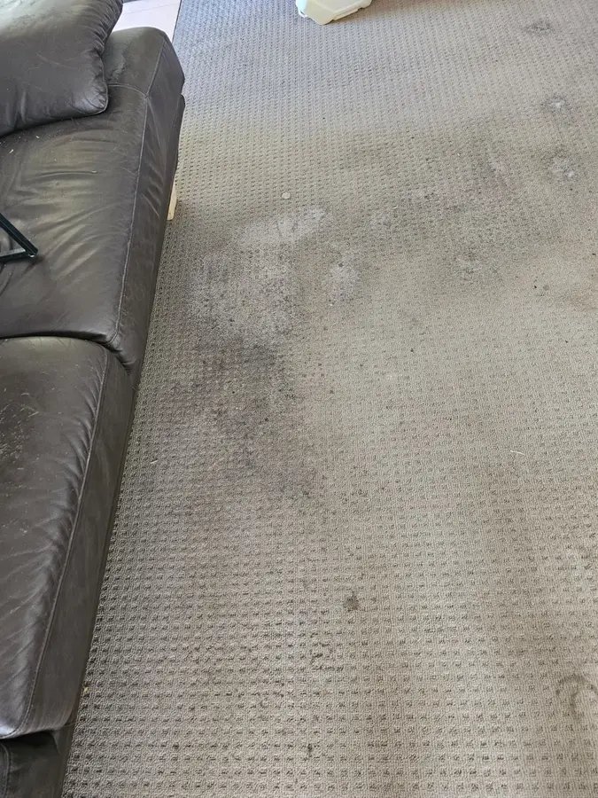 Professional Same Day Carpet Cleaning results in Macquarie Park