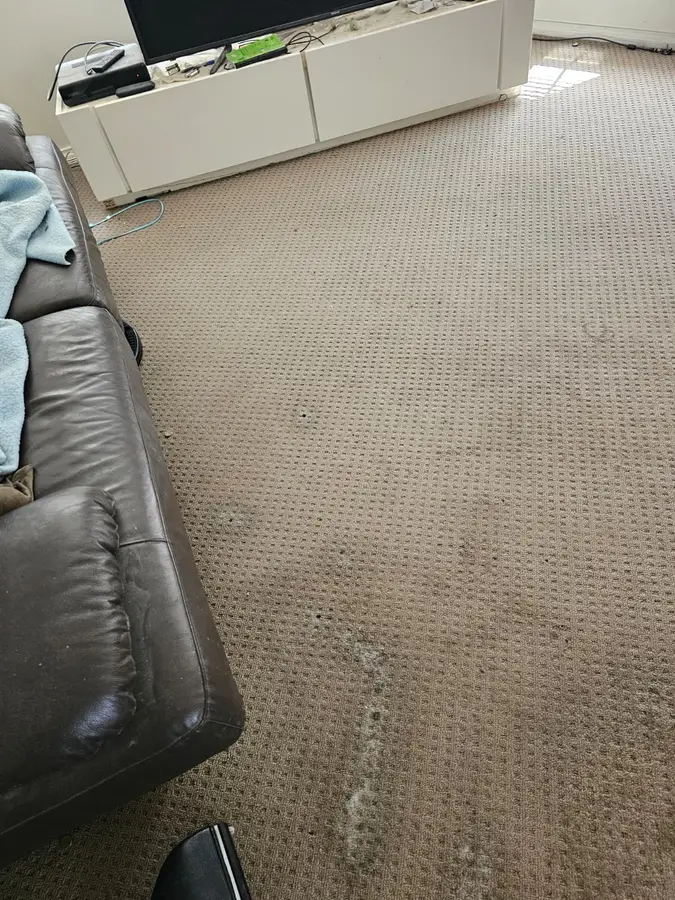 Professional Same Day Carpet Cleaning results in Hornsby