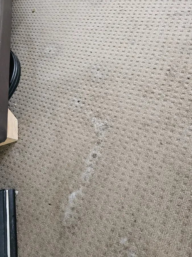 Before and during Same Day Carpet Cleaning job in Leichhardt