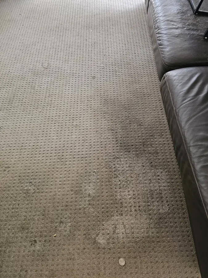 Professional Same Day Carpet Cleaning results in Denistone