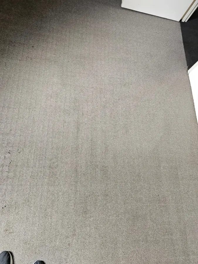 Clean fibres after Same Day Carpet Cleaning — Dover Heights