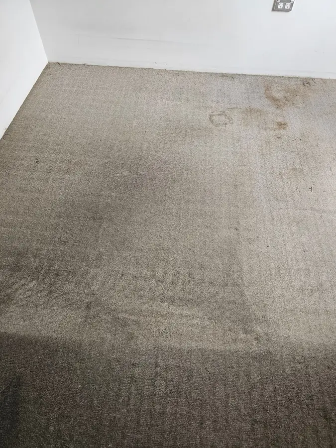 Professional Same Day Carpet Cleaning results in Manly