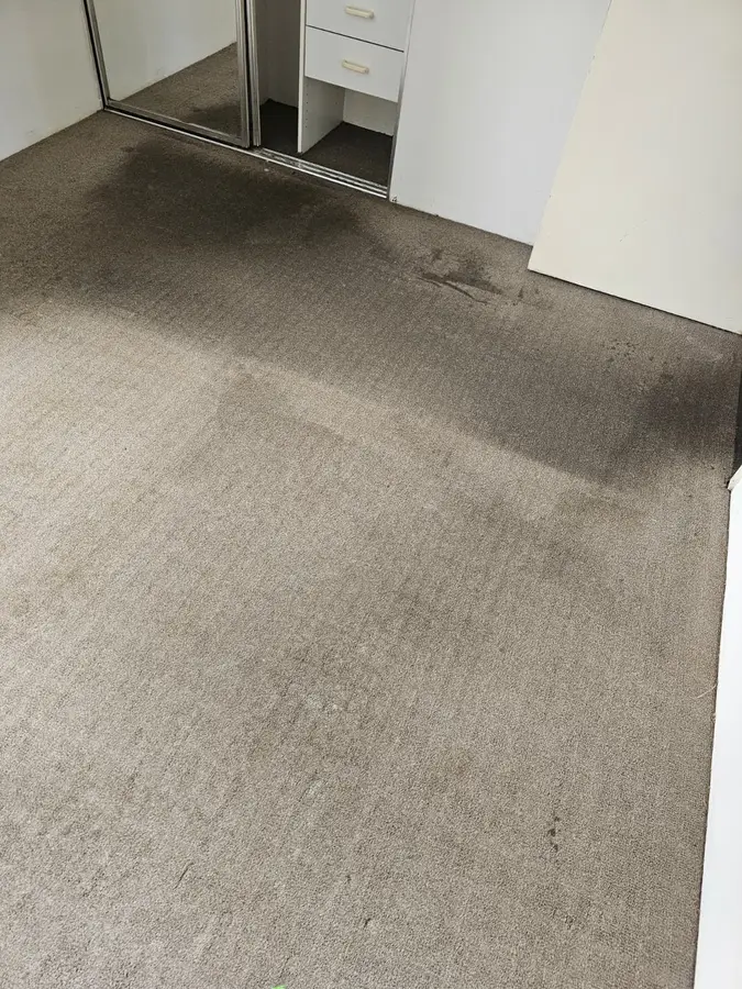 On-site Same Day Carpet Cleaning finish in Mascot, Sydney
