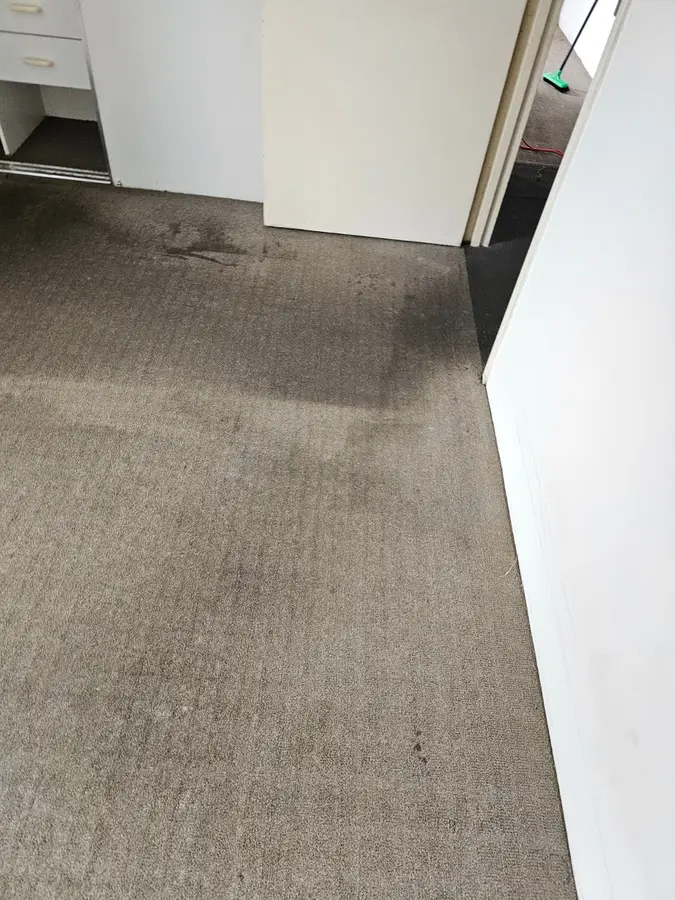 Clean fibres after Same Day Carpet Cleaning — Hornsby