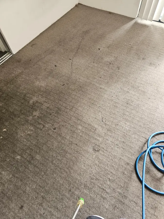 Clean fibres after Same Day Carpet Cleaning — Kogarah