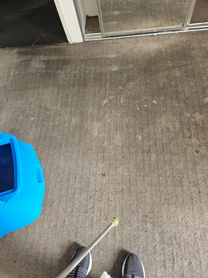 Clean fibres after Same Day Carpet Cleaning — Gladesville