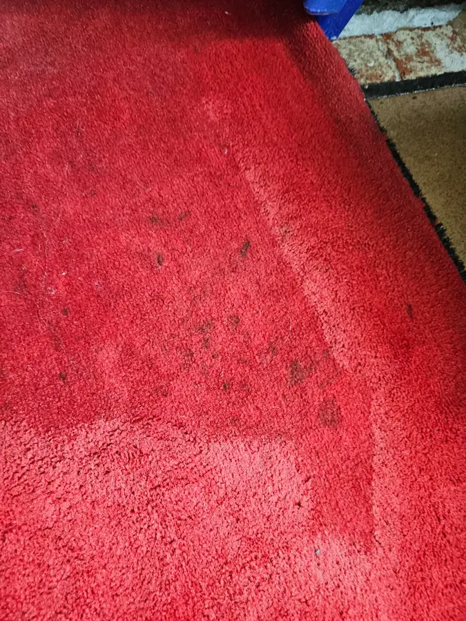 Before and during Same Day Carpet Cleaning job in Manly