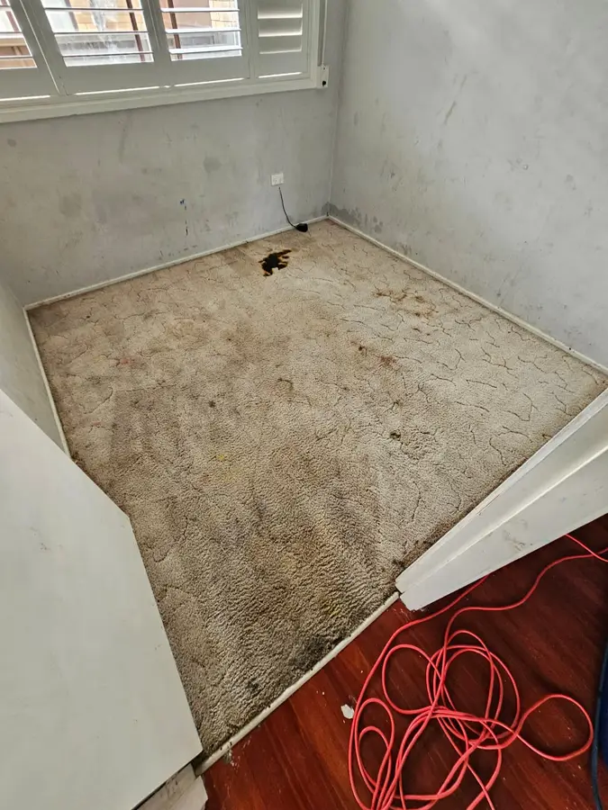 Professional Same Day Carpet Cleaning results in Gordon