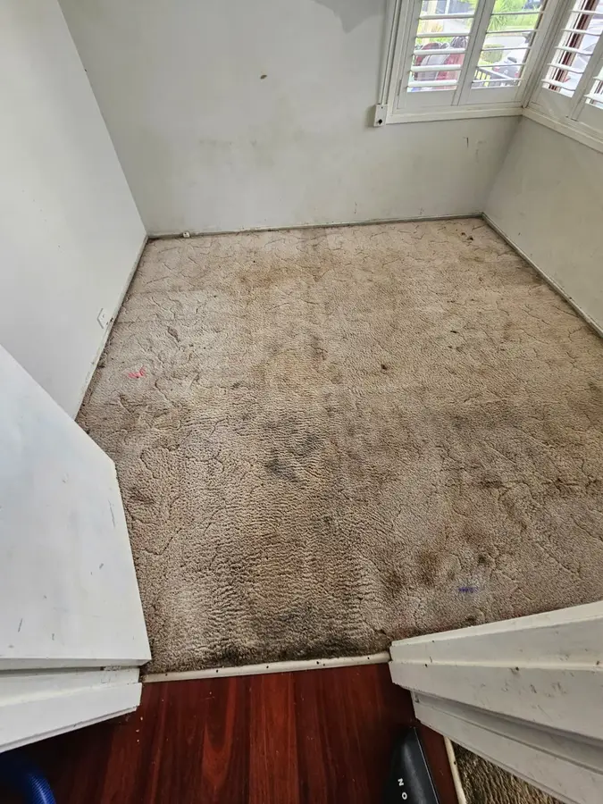 Professional Same Day Carpet Cleaning results in Leichhardt