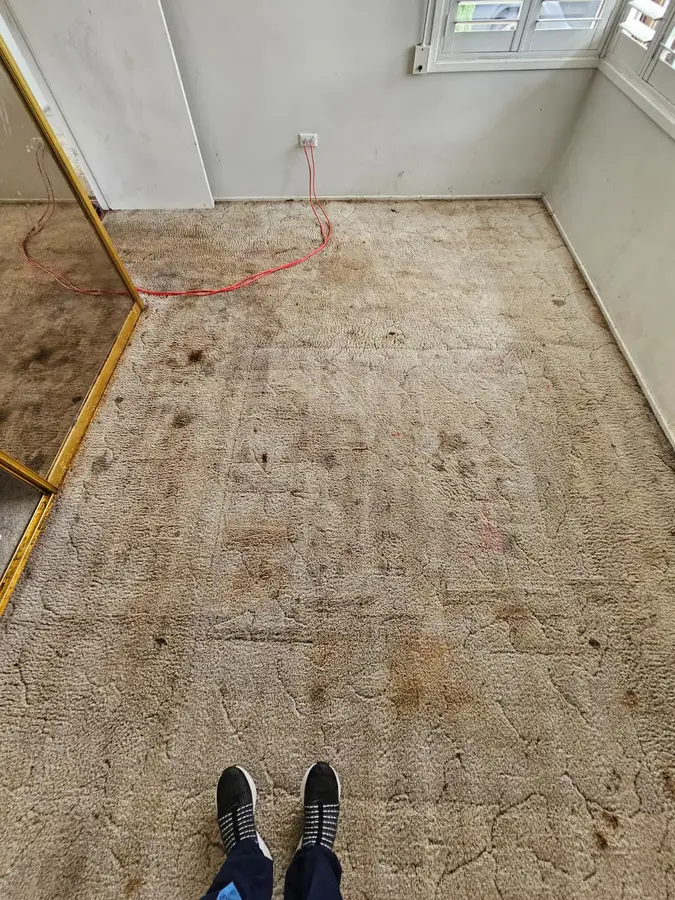 carpet cleaning equipment used in Leichhardt