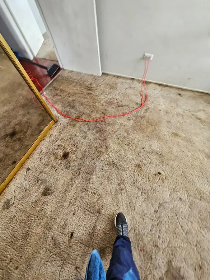 Clean fibres after Same Day Carpet Cleaning — Guildford