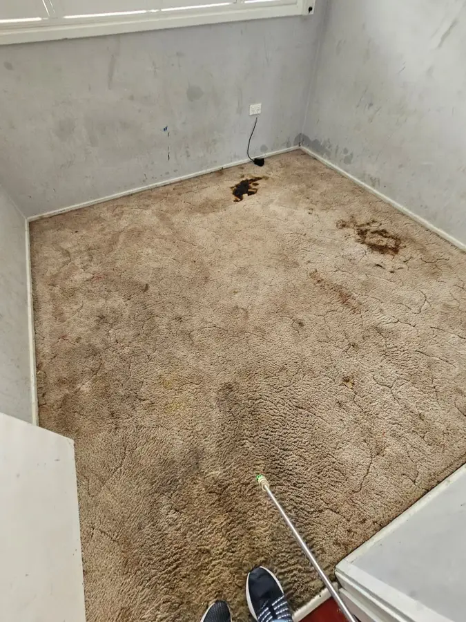 Professional Same Day Carpet Cleaning results in Dean Park