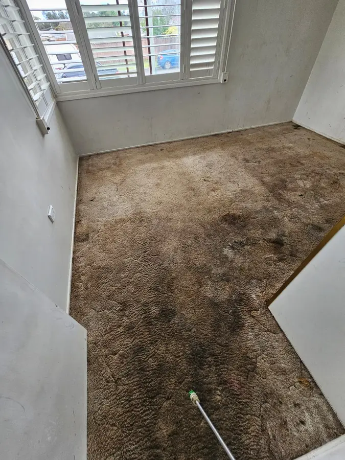 On-site Same Day Carpet Cleaning finish in Leichhardt, Sydney