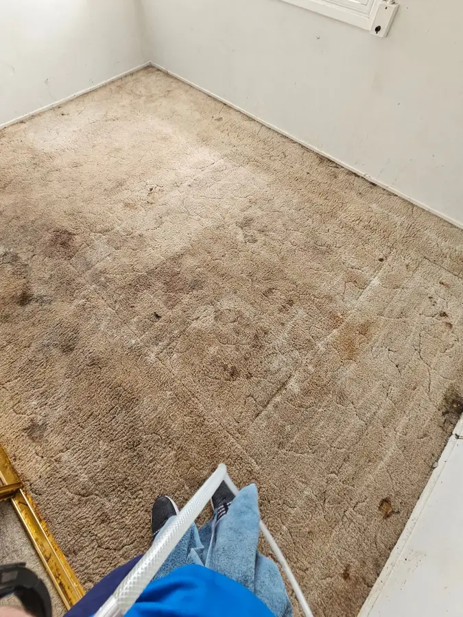On-site Same Day Carpet Cleaning finish in Ermington, Sydney