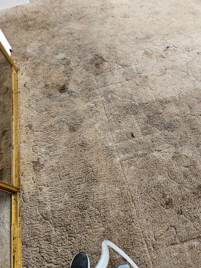 Before and during Same Day Carpet Cleaning job in Glebe