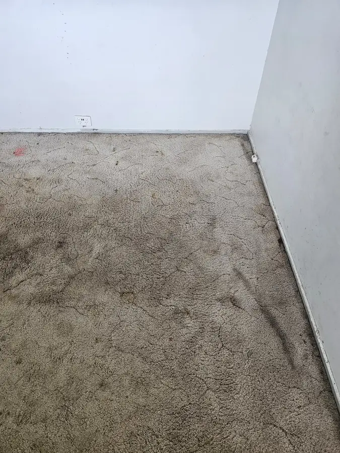 carpet cleaning equipment used in Gordon