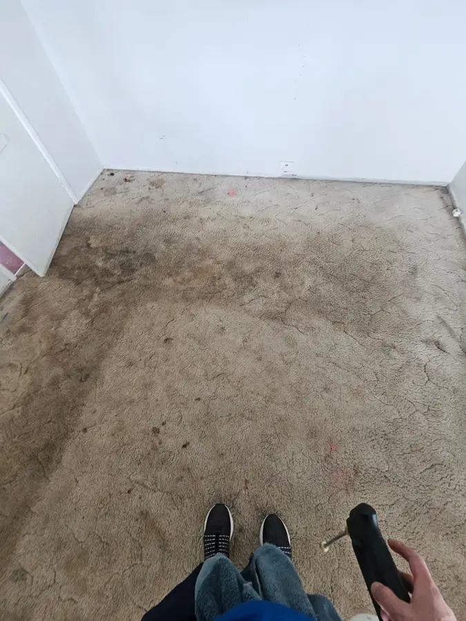 Professional Same Day Carpet Cleaning results in Lane Cove
