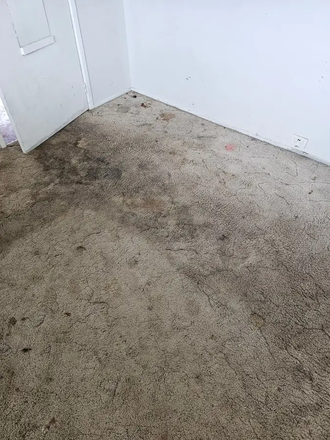 Before and during Same Day Carpet Cleaning job in Emerton