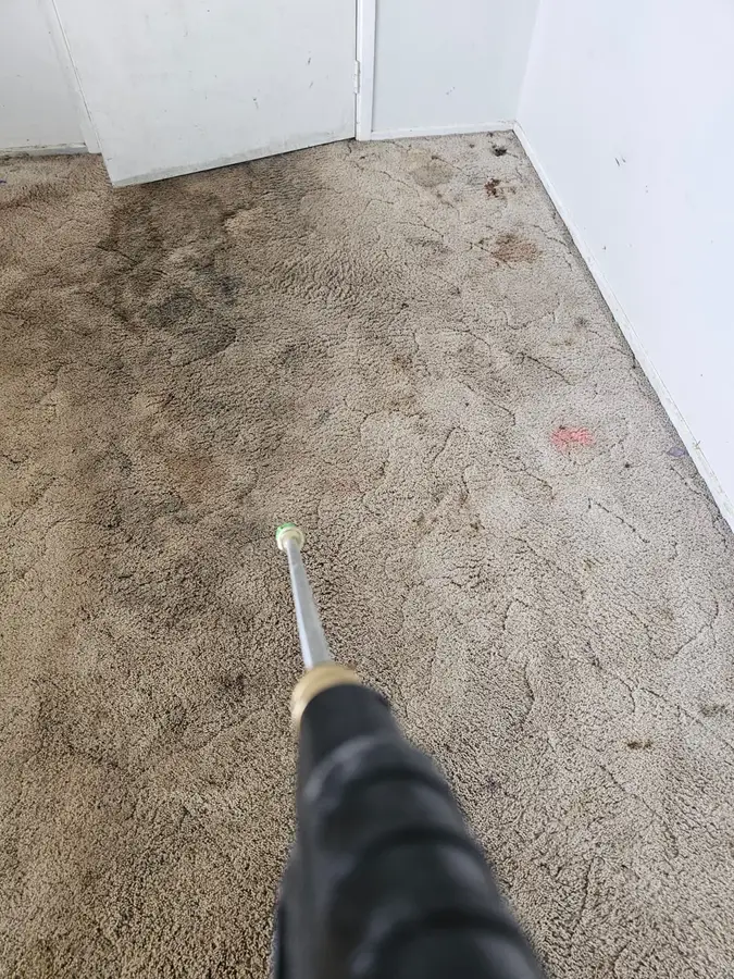 Professional Same Day Carpet Cleaning results in Gymea
