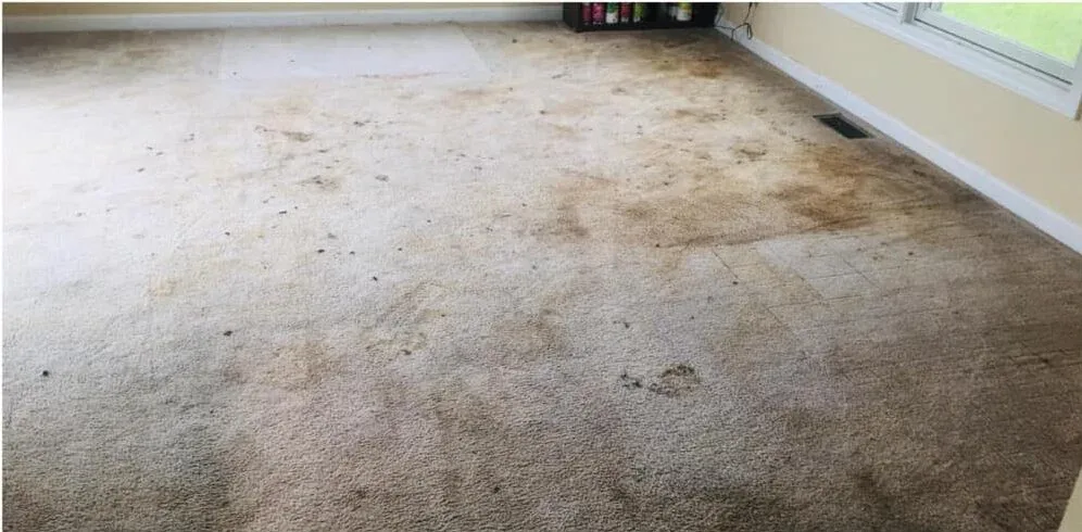Close-up of a carpet cleaning wand extracting dirt from a carpet