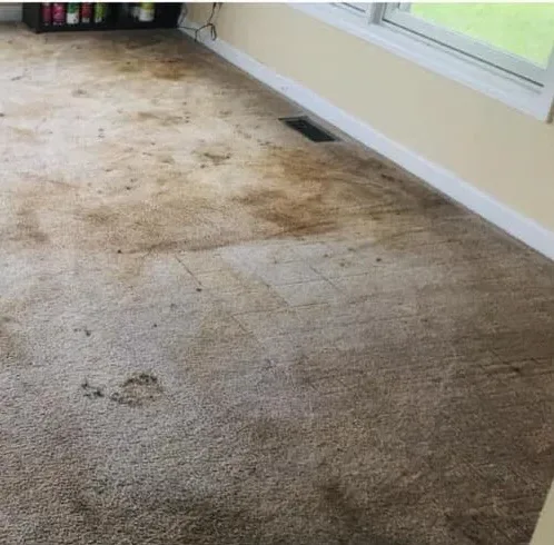 After - Living room carpet