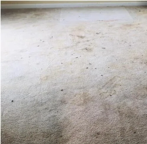 Before - Living room carpet