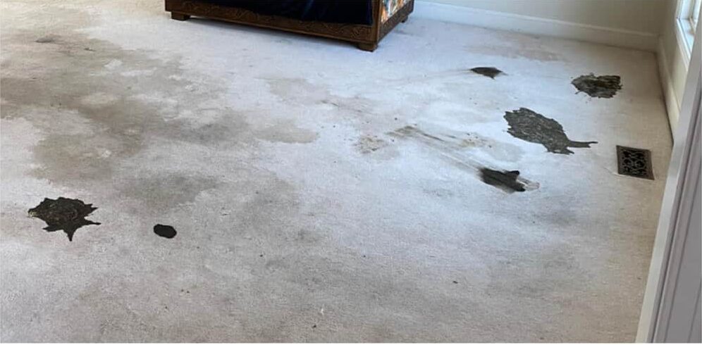 Sydney Carpet Cleaning